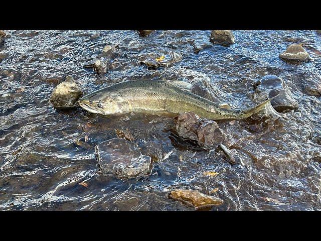 Watch as salmon return to the Klamath Basin after hydroelectric dam removal