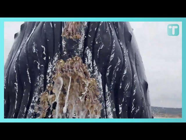 Whale Breaches On Boat Scraping Off Barnacles