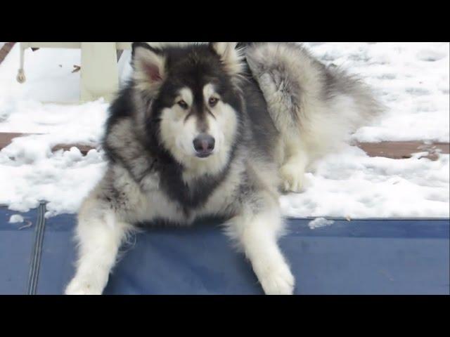 Giant Alaskan Malamutes - Playing Around The Winterized Pool