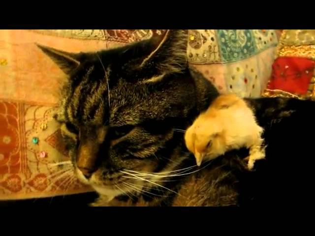 Un pui de gaina adoarme pe o pisica - ZigZagOnline.ro