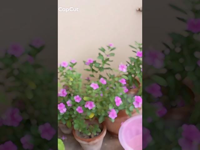 #flowers #2025#periwinkle  #trending #viralvideo #trendingshorts #viralshorts #foryou