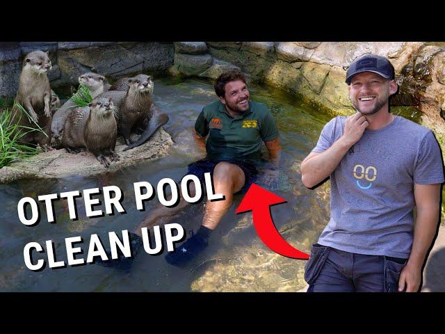 OTTER POOL CLEAN AT HERTFORDSHIRE ZOO 