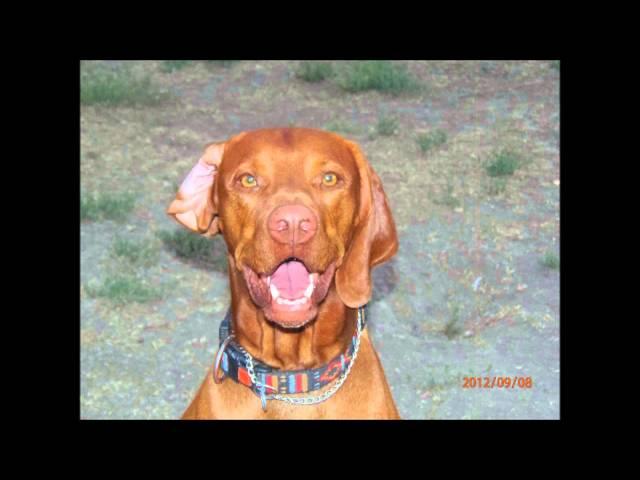 Colorado/Wyoming Vizsla Rescue Group Video