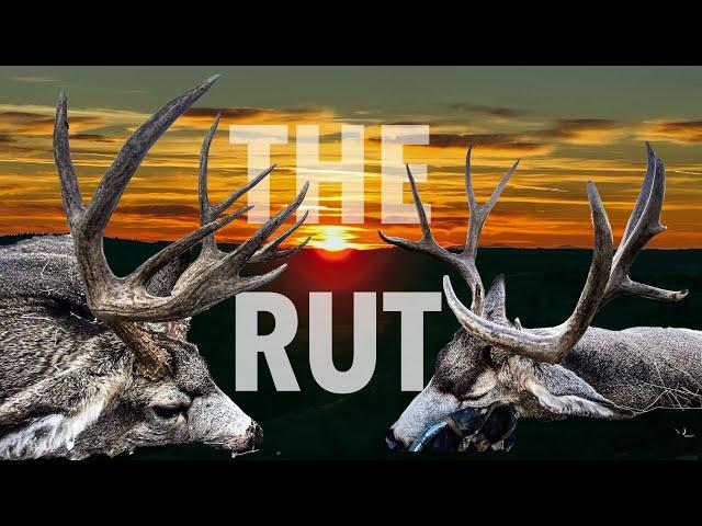 THREE BUCKS DOWN!!! 2 Non-Typical Mule deer hunt | S8E10 | Limitless Outdoors