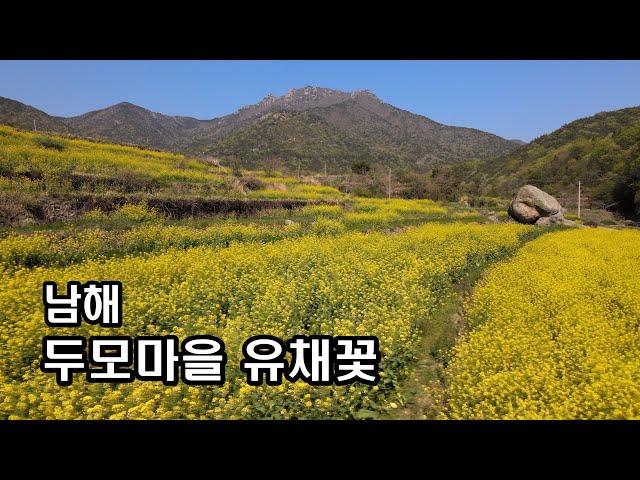 남해[4K] "두모마을 유채꽃" NAMHAE