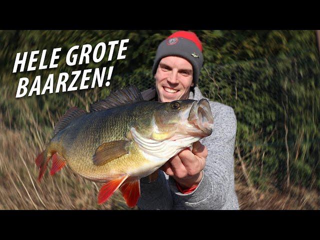 WAT WIJ VANGEN IS BIZAR!! - 2.7kg+ BAARS! Vissen op GROTE BAARZEN & UITLEG