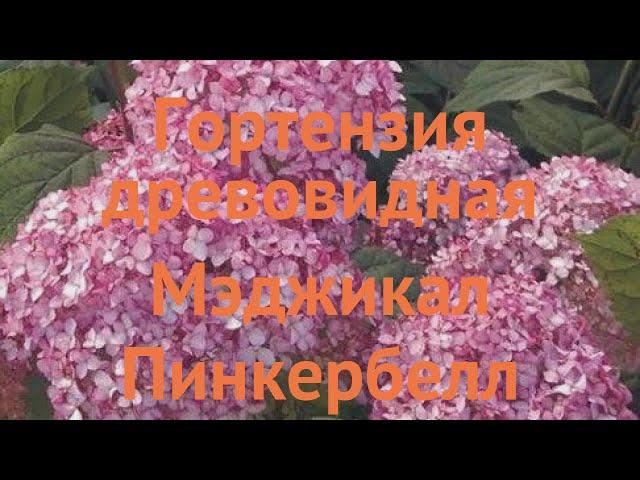 Гортензия древовидная Мэджикал Пинкербелл  обзор: как сажать, саженцы гортензии Мэджикал Пинкербелл