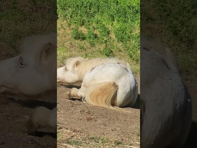 Joey and Chance at Heart of Gold Sanctuary | The Itch You Just Can't Seem to Scratch!