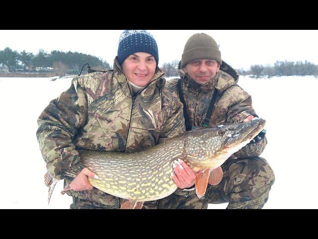 HUGE PIKE - 14.3 kg. DOES NOT CLEAR INTO A HOLE !!!. | HUGE PIKE - MONSTER.