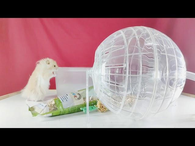 Shopping And Restock Hamster Necessities | Food/Snack - Bathing Sand - Exercise Ball