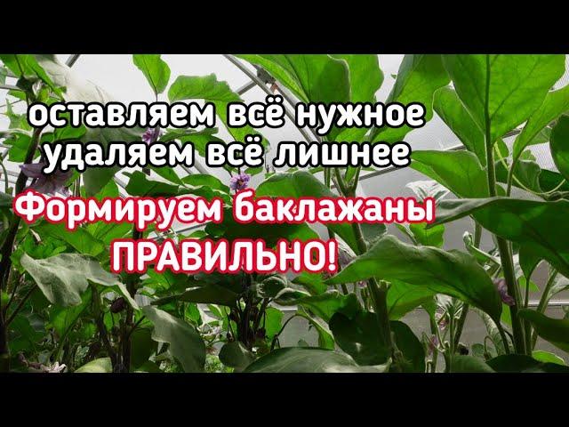 СДЕЛАЙ ТАК, и баклажанов будет очень много. Основное про формирование баклажанов.