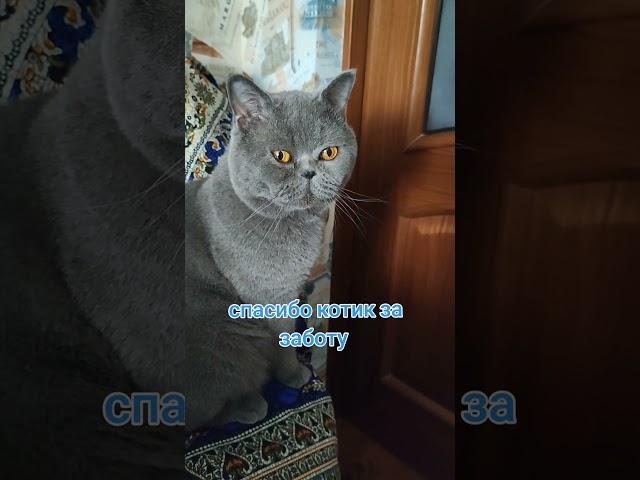 #catlover #позитив добрый котик 