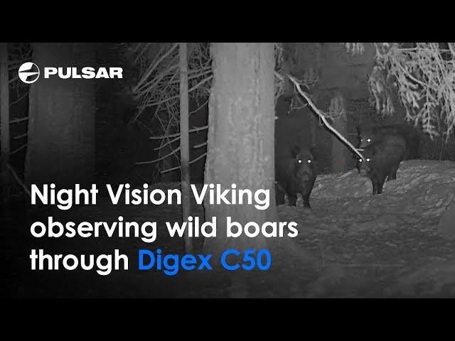 Sneaky wild boars | Digex C50 | By Night Vision Viking