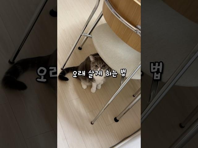 따라하기 쉬운 고양이 평균 수명 늘리는 법