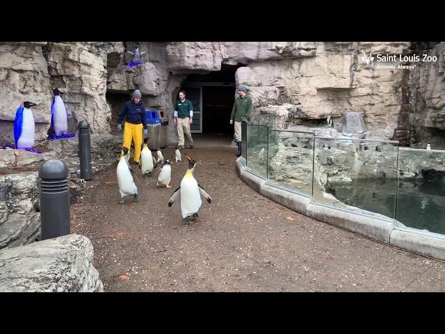 Penguins at the Saint Louis Zoo Take a Walk Outside in the Snow Flurries