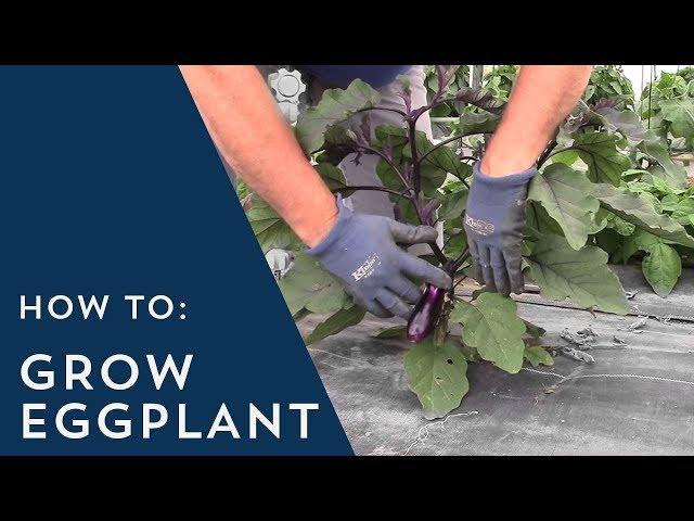 How to Grow Eggplant