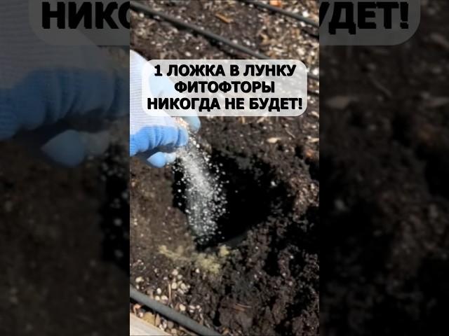 Забыл про фитофтору. Просто добавляю одну ложку в лунку перед посадкой #огород #дача #сад #урожай