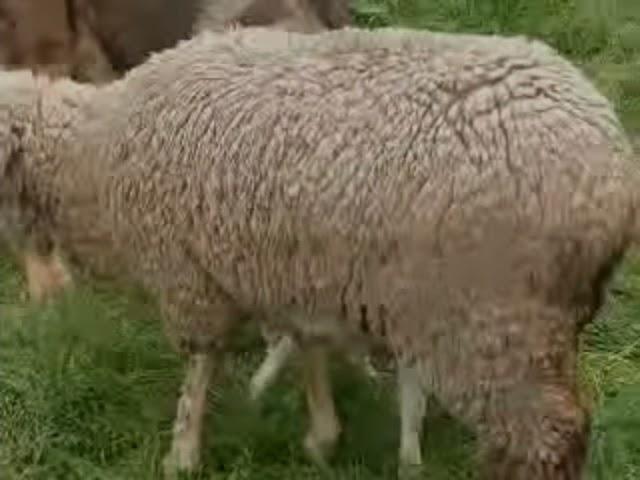 Comportamiento del Mastín Español durante la paridera