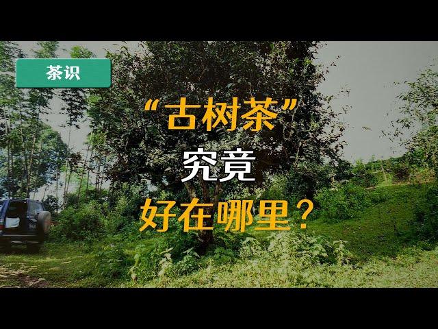 都说古树茶“好”，那它究竟“好”在哪里呢？