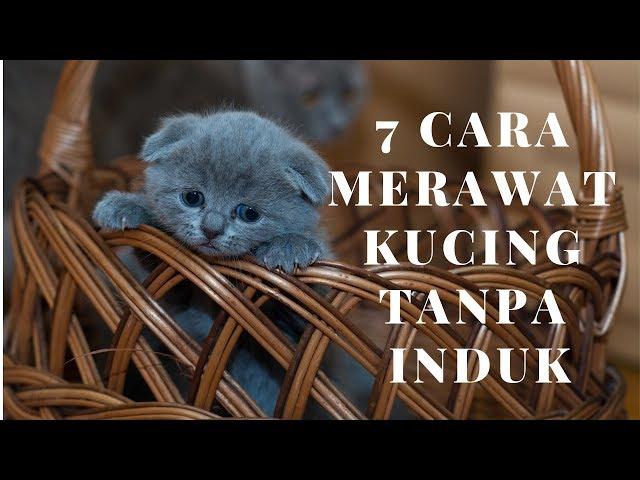 7 Cara Merawat Anak Kucing Tanpa Induk