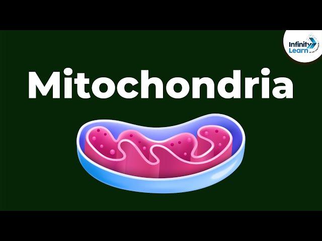 Mitochondria - Powerhouse of the Cell | Don't Memorise