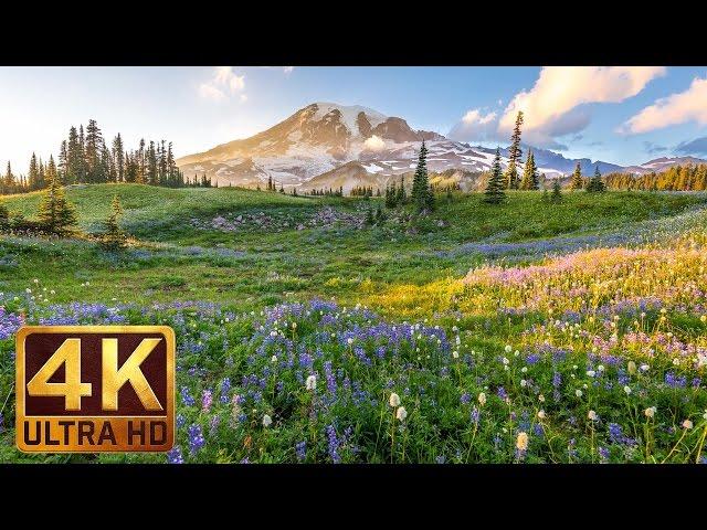 (3 hours) 4K UHD Relaxation video: Mount Rainier National Park Washington State, Nature Sounds - 1