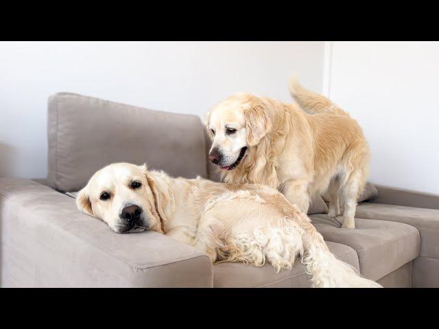 My Funny Dog Doesn't Want to Share the Sofa with Another Dog!