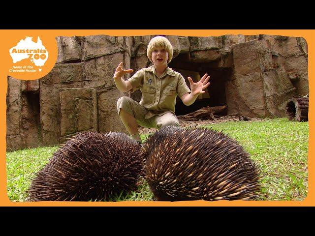 Robert Irwin's Australia Zoo Tour | Irwin Family Adventures