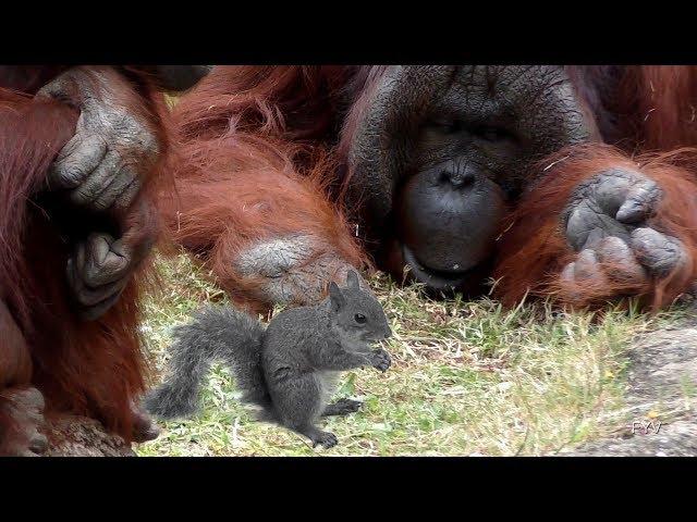 Squirrel Eating with Orangutans FYV