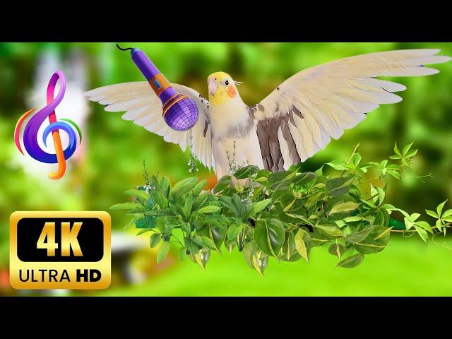 Parrot & Cockatiel  happy and singing in Nature #cockatiel  #calopsita #parrot  #nature