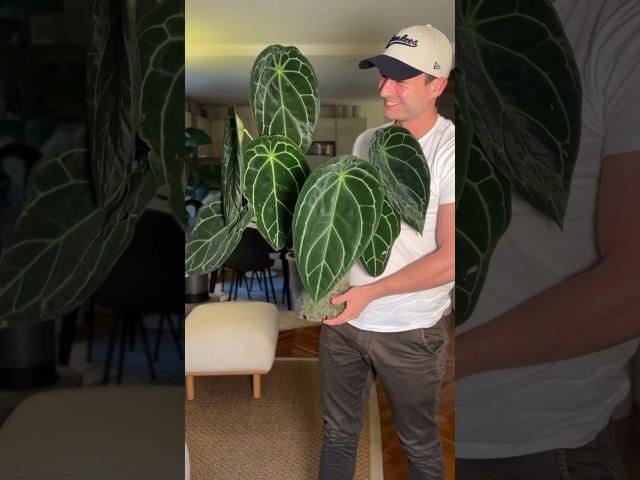 Brad is ruining the illusion 🫣#anthuriuagnificumxforgetii #houseplants #plantsmakepeoplehappy