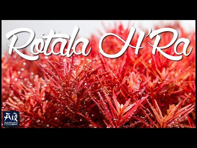 Rotala H'Ra Pflanzenvorstellung | AquaOwner