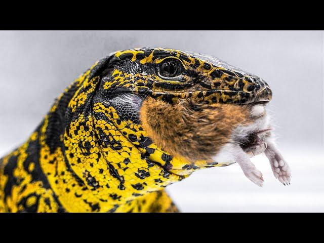 Golden tegu chomps Syrian hamsters