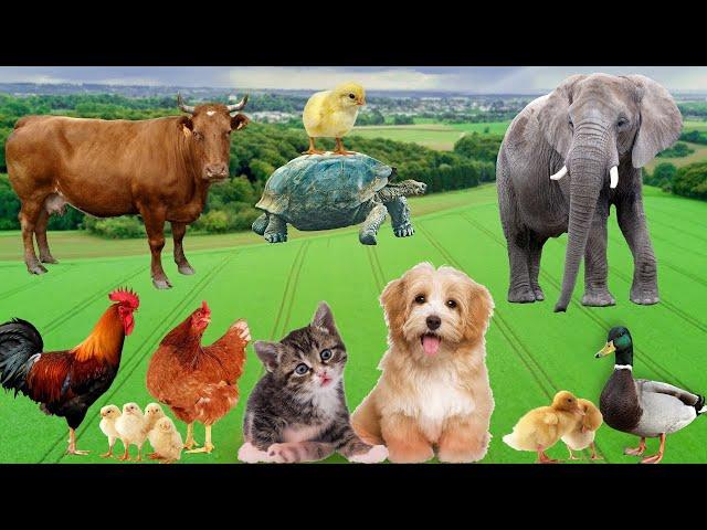 Cute Farm Animals - Cow, Chicken, Horse, Goat, Sheep, Dog - Animal Sounds.