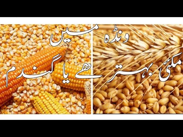 Maize and Wheat grains  Nutrition.