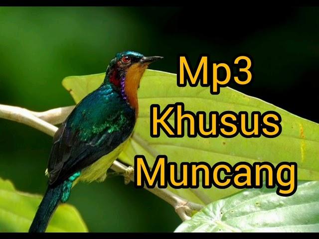 Mp3 pikat kolibri wulung / muncang