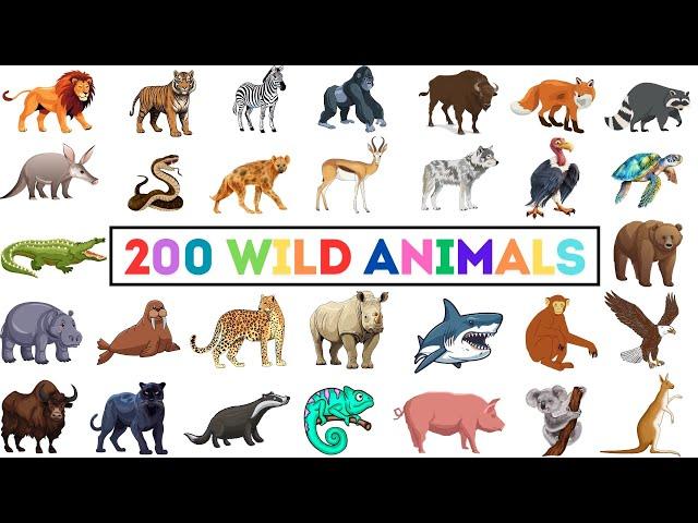 200 Wild Animals | Learn Animals Name In English With Pictures | Animals Vocabulary In English