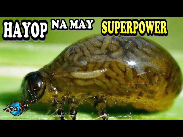 7 KAKAIBA, Nakamamanghang HAYOP Na May SUPERPOWER! |kakaibang HAYOP na may TALENTO| Kakaibang Hayop