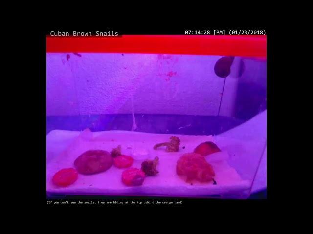 Cuban Brown Snails Live Stream