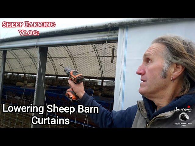 Setting Up Winter Curtains in Our Sheep Barn for a Cozy Winter at Ewetopia Farms