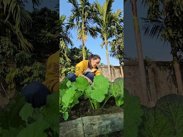 Harvesting fresh green leafy vegetables from my own garden | 100% Organic | DrYime