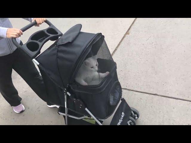 Is This the Best Cat Stroller?