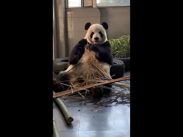 Panda Fei Yun : Why I am so cute ?