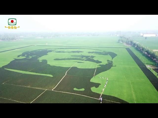 শস্য চিত্রে বঙ্গবন্ধু - গিনেস বুক অব ওয়ার্ল্ডস রেকর্ডস