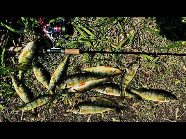 Spring jumbo yellow perch fishing from the bank with bobber | Perch fishing at west Washington State