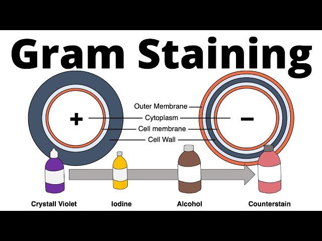 Gram positive and gram negative bacteria (Gram Staining procedure explained)