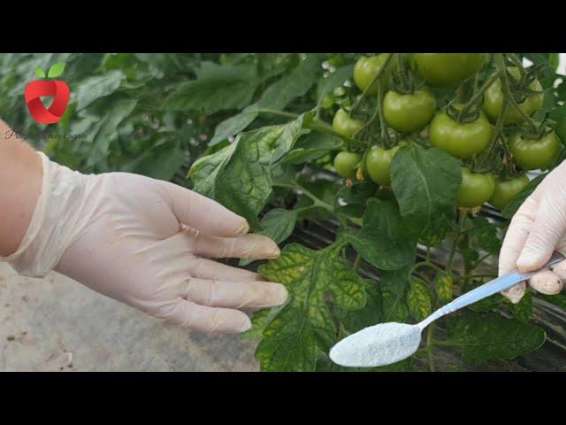 Add this now - the tomato leaf tells you what nutrient it is missing