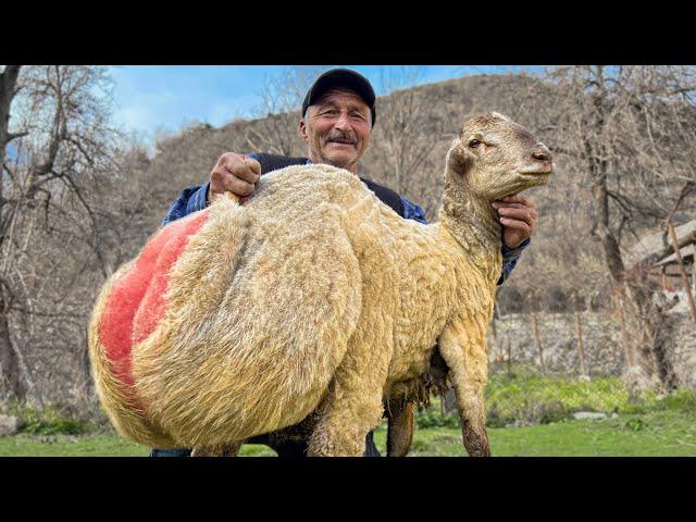 Butchering A Very Fat Lamb! Picnic in Nature with a Barbecue of Fresh Meat