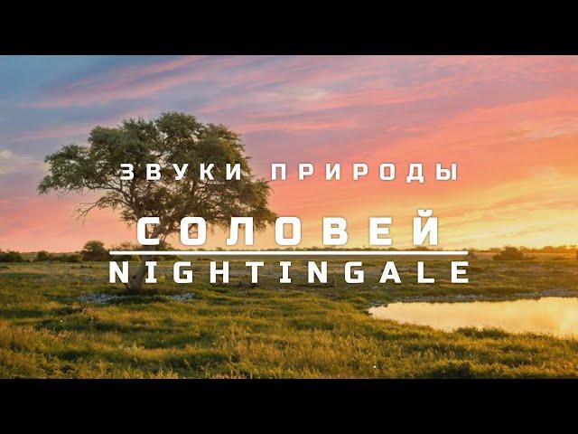 Звуки природы, 10 часов | Пение соловья | Пение птиц | Соловей | NIGHTINGALE