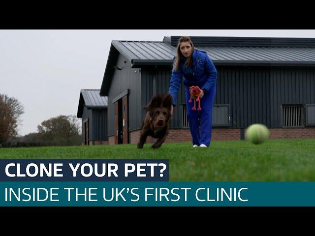 Inside the UK’s first pet cloning clinic where owners try to replicate their furry pals | ITV News